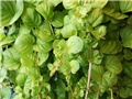 lysimachia